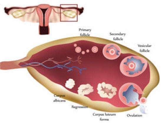 What is Diminished Ovarian Reserve?