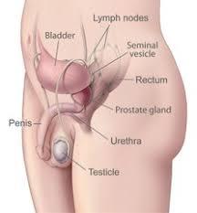 Treatment of Prostatitis
