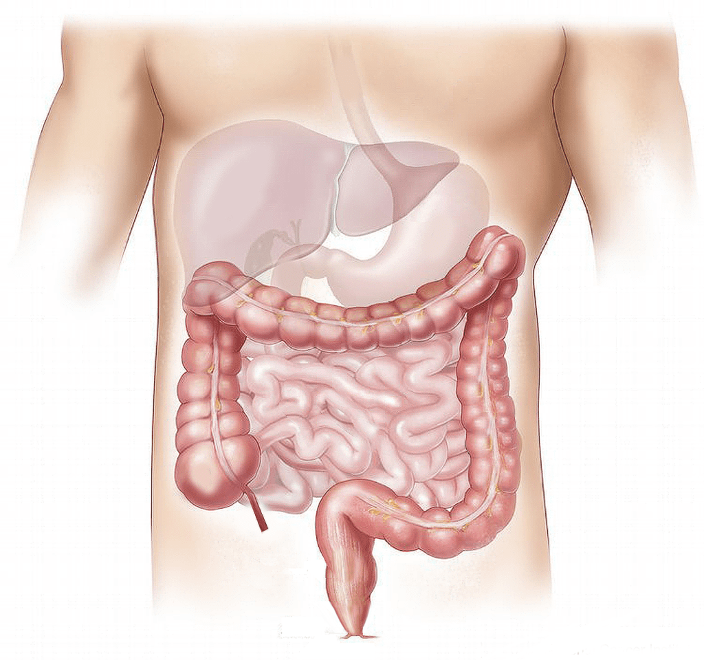 What Causes Irritable Bowel Syndrome? Treatment and Cure 1