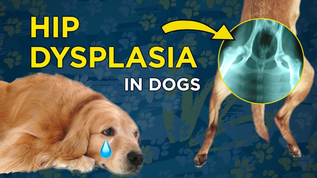 treatment of Hip Dysplasia In Dogs