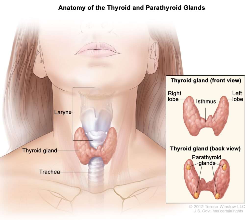 Treatment of Thyroid Cancer