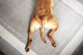 Best medicine for hip dysplasia in dogs cheap